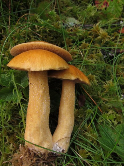 В Пермском крае найден новый вид несъедобных грибов