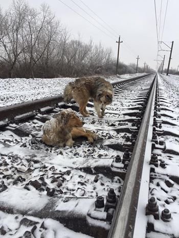 Пёс два дня ложился под поезд, оберегая раненую подругу на рельсах