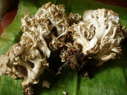 В Пермском крае обнаружен редкий гриб-баран