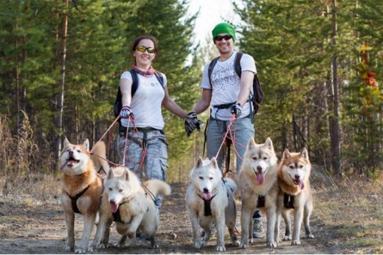 В Прикамье появился новый вид пешего туризма в компании собак