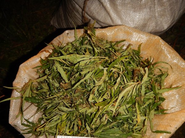 У жителя Кунгура изъяли 5 кг марихуаны