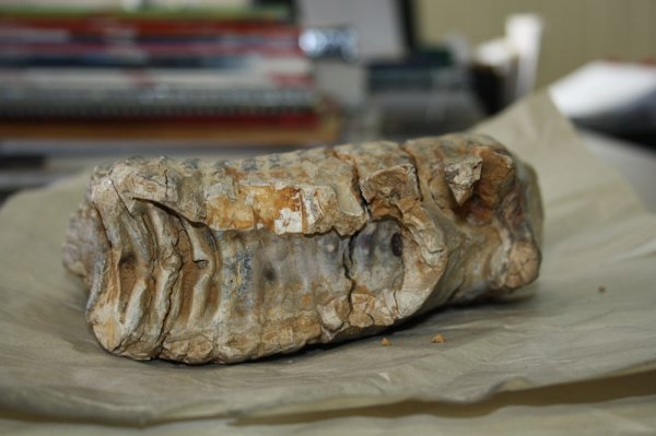 Зуб мамонта  нашли близ Шадейки