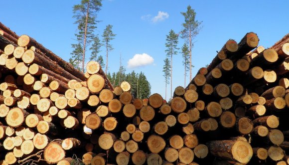 В Кунгурском районе – дефицит леса