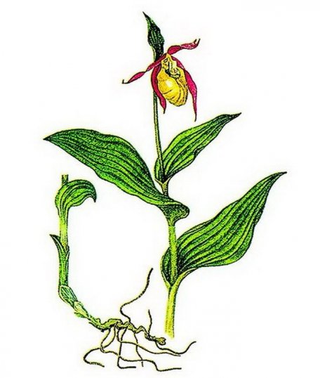 Растения-«краснокнижники» Кунгурского края: Венерин башмачок