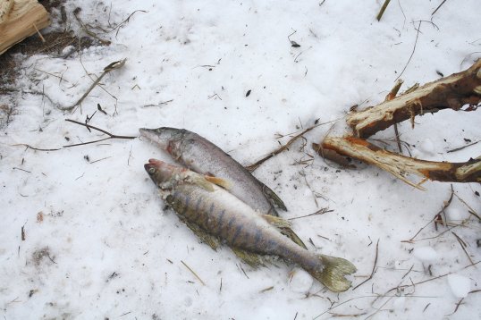 Первенство по зимней рыбалке в Кунгурском районе