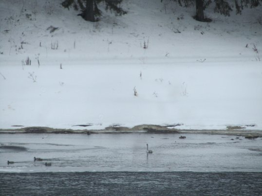 Серый лебедь пережил зиму в Кунгурском районе