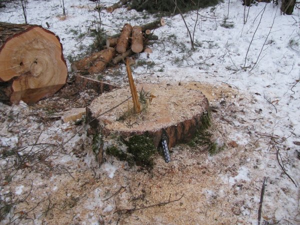 Кунгуряк незаконно вырубил деревья на сумму более 2 миллионов