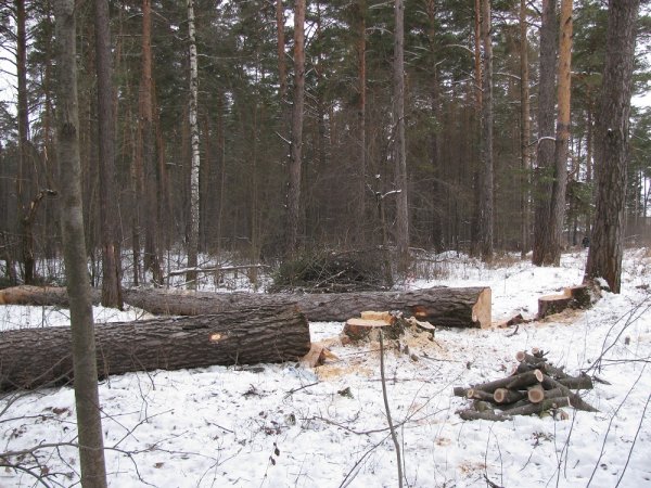 Кунгуряк незаконно вырубил деревья на сумму более 2 миллионов