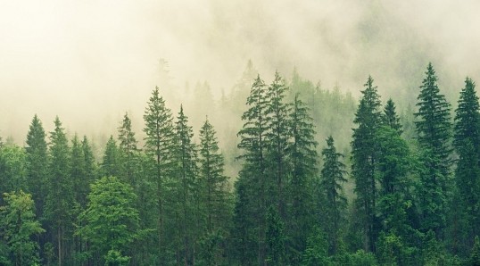 Систему «Умный лес» в течение года планируют внедрить во всех муниципалитетах Прикамья