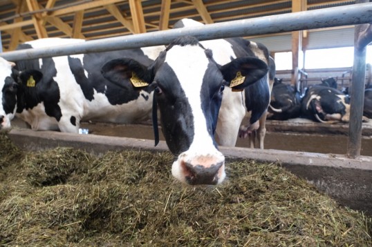 Переработчикам молока в Прикамье предоставят субсидии на изготовление продукции длительного хранения