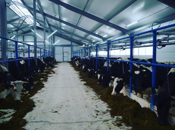 Новая молочная ферма в Кунгурском районе